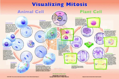 Poster: Visualizing Mitosis (Laminated)