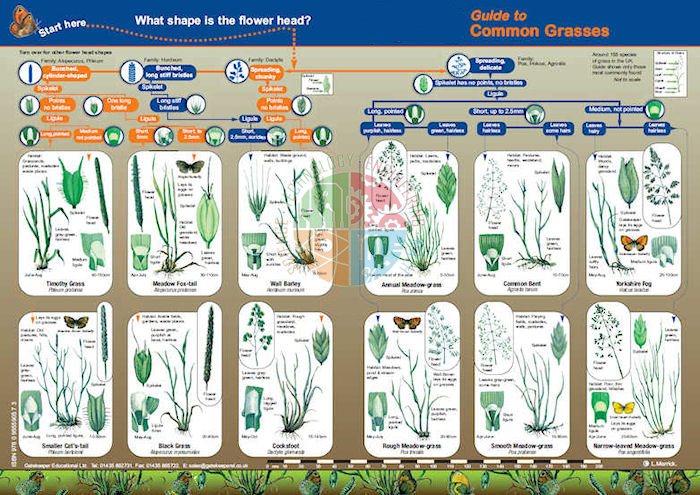 Key to Identifying Common Grasses