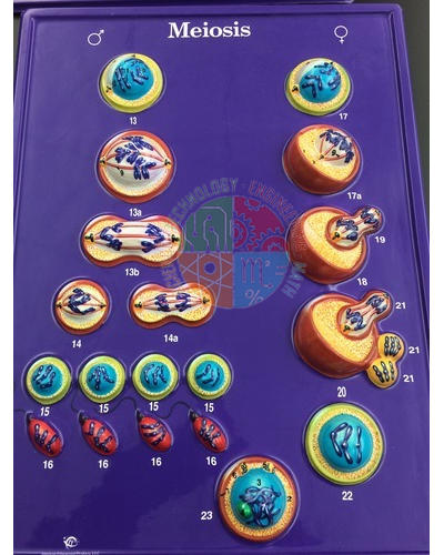 Meiosis Model