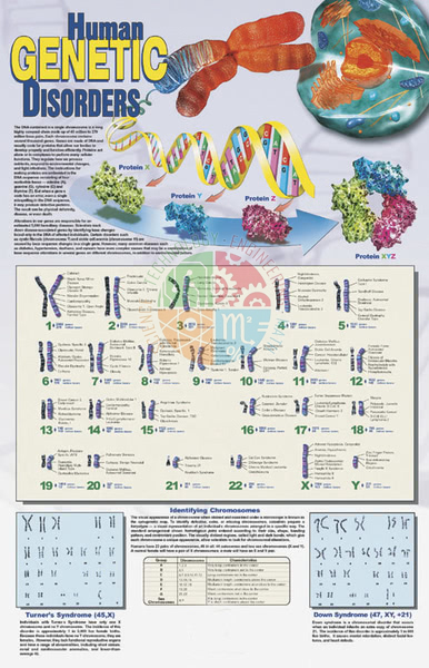 Poster: Human Genetic Disorders (Laminated)