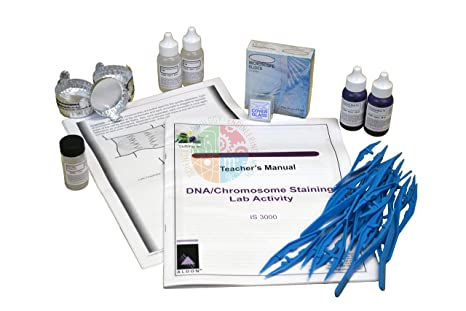 Dna /Chromosome Staining Lab Activity